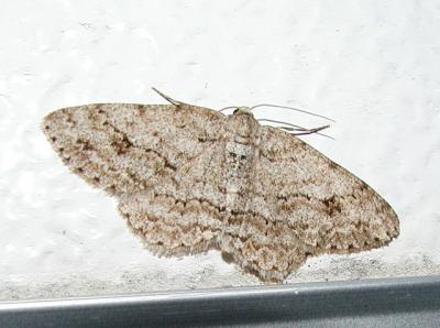 The Small Engrailed (Ectropis crepuscularia)