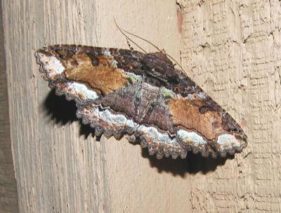 Double-banded Zale (Zale calycanthata) {Catocalinae}