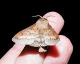 Lappet Moth (Phyllodesma americana) {Lasiocampidae}