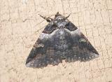 Bold-based Zale (Zale lunifera) {Catocaline}