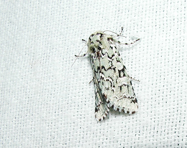 Green Marvel (Agriopodes fallax) {Noctuidae}