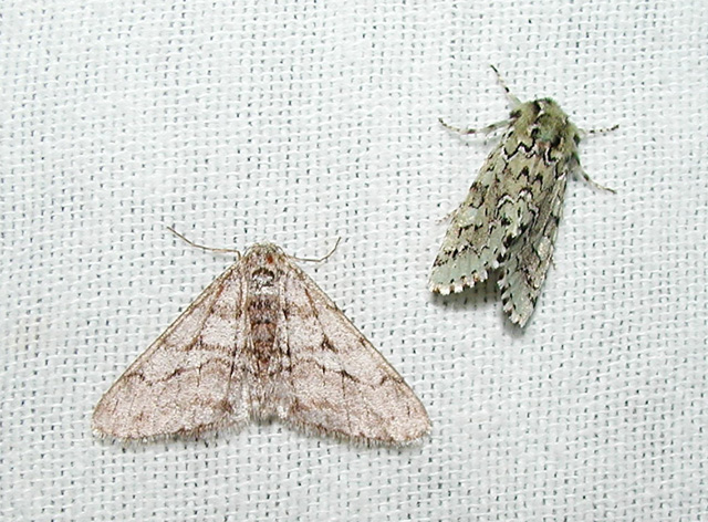 left- Philgalia sp. right- Comstocks Sallow (feralia comstocki)
