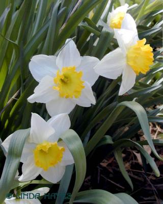 Daffodils w-y 583bZ