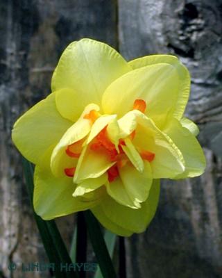 Yellow Dbl Daffodil