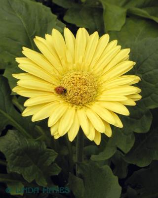 Ladybug Gerbera (Transvaal Daisy)