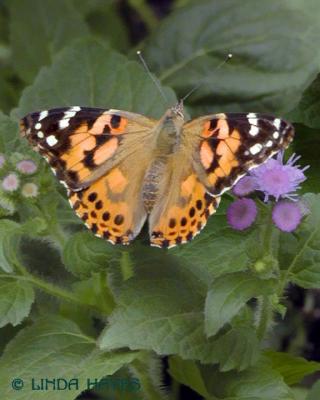 Painted Lady 795bZ