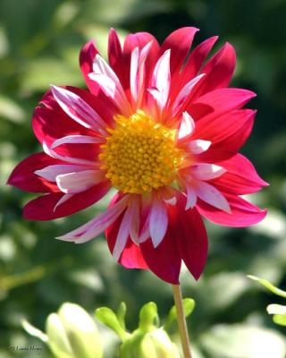 Peppermint Flower