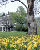 Yellow Tulip Mansion bZ  (slight watercolor filter) Cylburn Arboretum