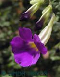 Purple Torenia