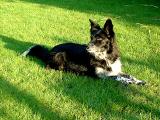 Rosie basks in the late evening sun