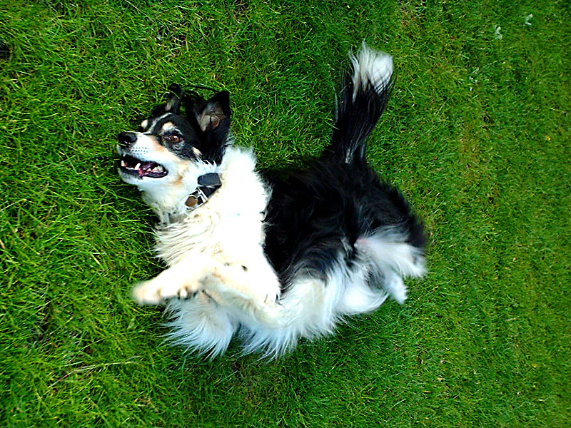 the wriggler
