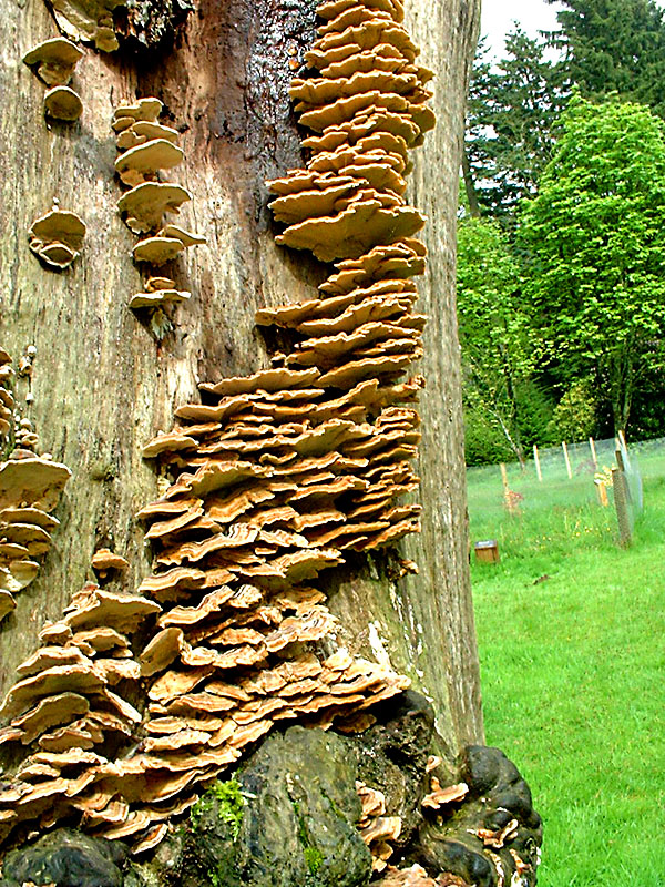 fungus