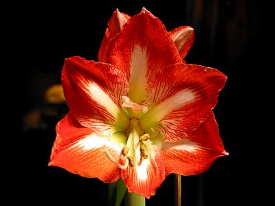 u27/littledog22/medium/15662954.Amaryllis_2781.jpg