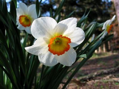 Narcissus_2966.jpg
