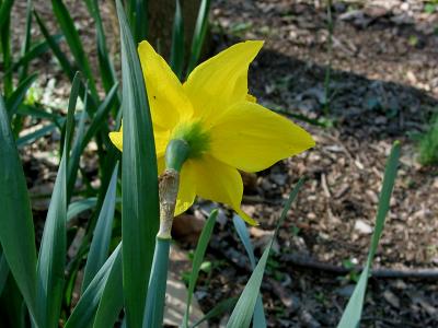Daffodil_2974.jpg