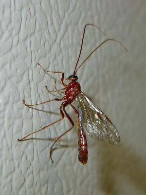 Insect_3062.jpg