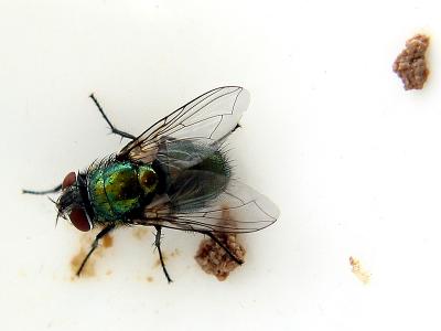 Fly_3156.jpg