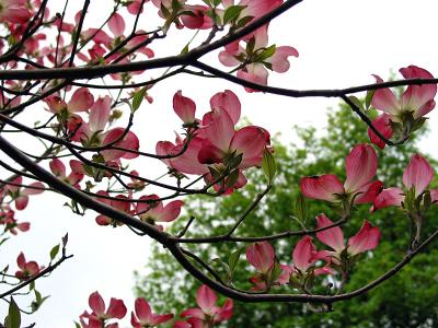 Dogwood_3163.jpg