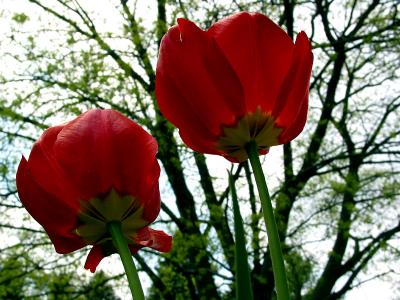 Tulips_2954.jpg