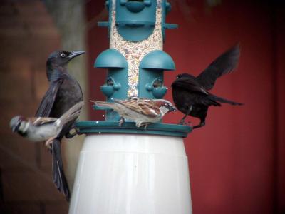 King of the birdfeeder competition...