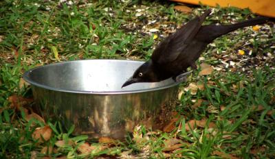 Brewers Blackbird getting a drink...