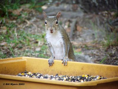 Squirrel 4/24/2003