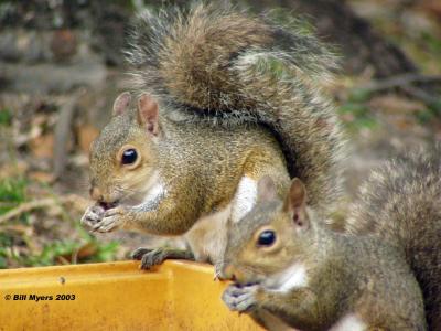 Squirrels  4/24/2003