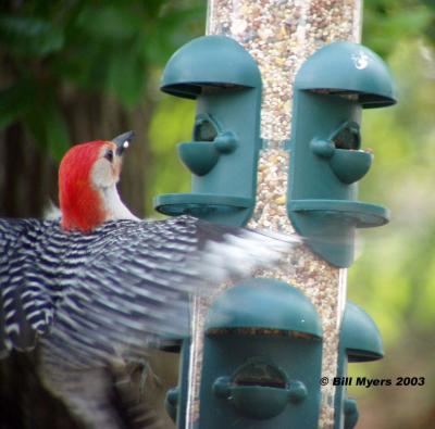 Red Bellied Woodpecker  5/2/03