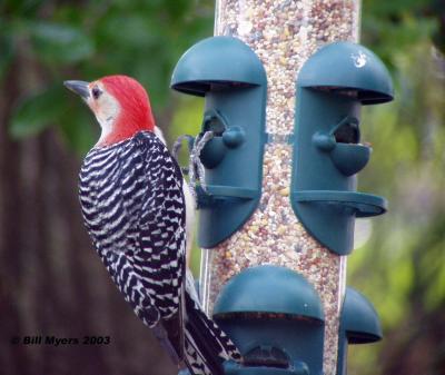 Red Bellied Woodpecker  5/2/03