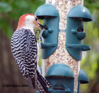 Red Bellied Woodpecker  5/2/03