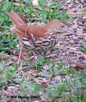 Brown thrasher 5/2/03