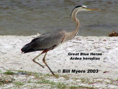 Great Blue Heron, missing part of one leg 5/6/03