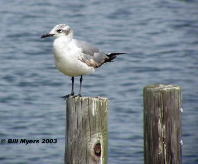 Sea Gull  5/6/03