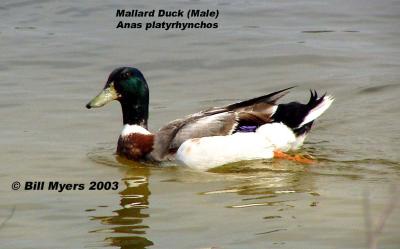 Male Mallard Duck  5/6/03