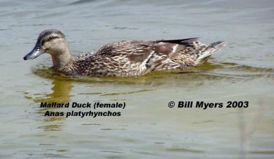 Female Mallard Duck  5/6/03