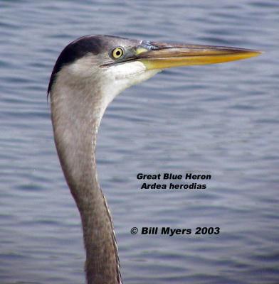 Great Blue Heron  5/6/03