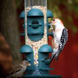 Red Bellied Woodpecker and Sparrow at Feeder