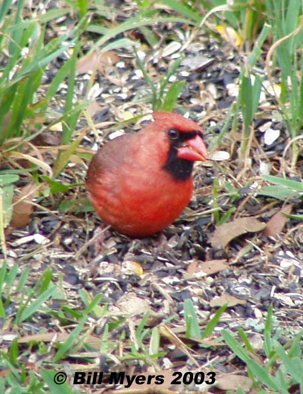 Male Red Cardinal  5/2/03