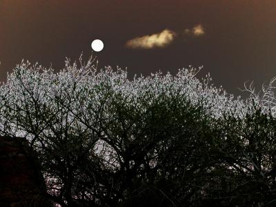 Moon Rise at Capital Reef