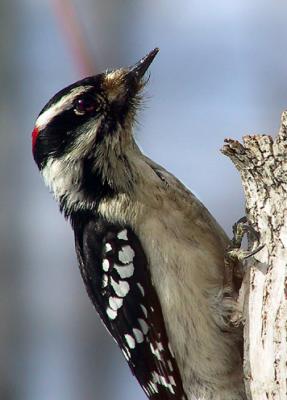 downy woodpecker 11181