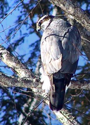 u27/loggah/medium/15941918.goshawk10706.jpg