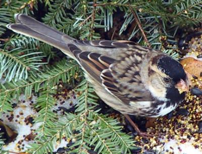 harris_sparrow - very rare in NH