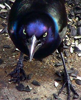 mad grackle