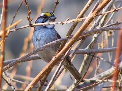 white-throated_sparrow
