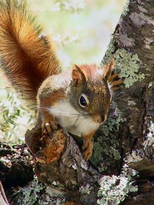 red_squirrel_11735.JPG