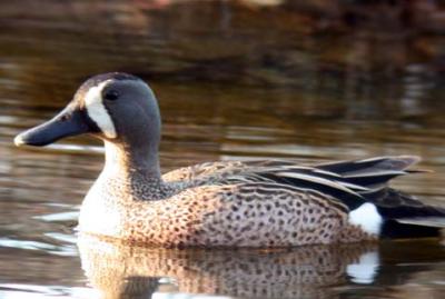 blue_winged_teal