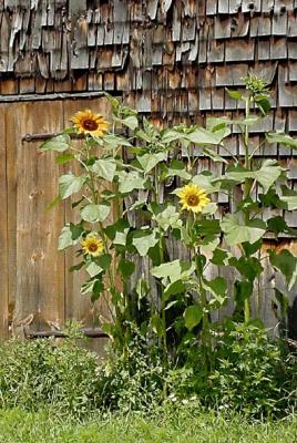 barn sunflower 1881.jpg