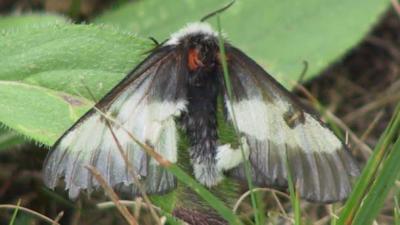 New England Buck Moth