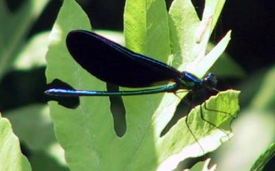 ebony jewelwing 0600.jpg