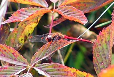 ruby meadowhawk 9079.JPG